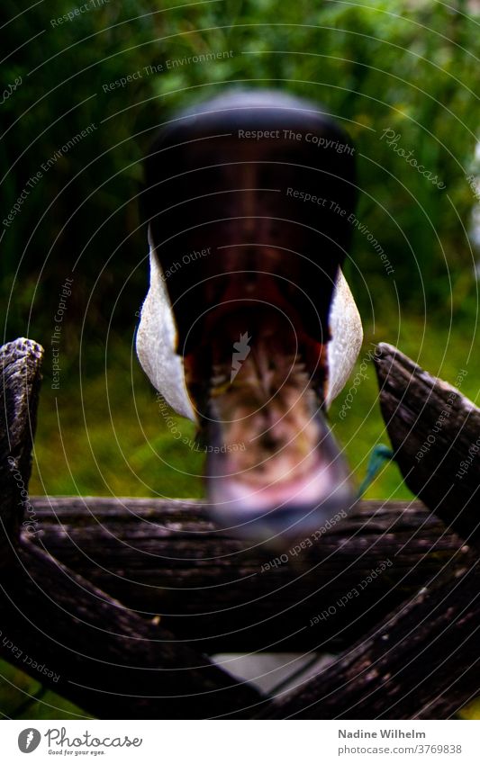 Swans are sometimes aggressive Water Lake birds Animal White Nature Beak Exterior shot Colour photo Catch aggressively Open Mouth open Close-up fill