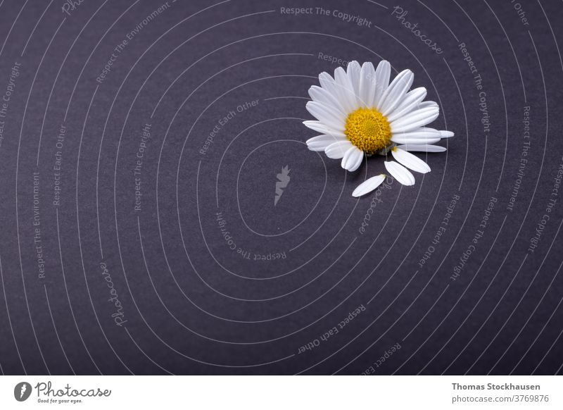 single daisy flower on anthracite background. individual petals are next to it beautiful beauty black bloom blooming blossom botany chamomile chamomilla