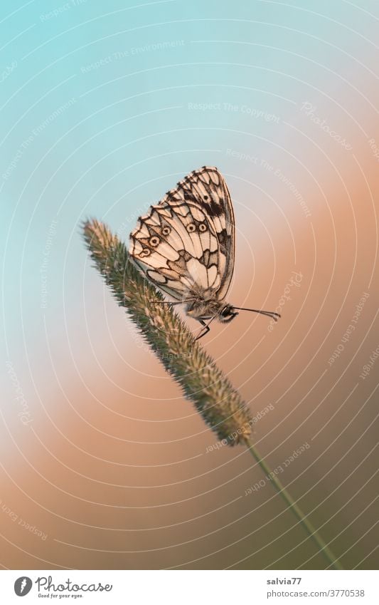 take a break! Butterfly in rest position Checkered Butterfly Insect lepidoptera Grand piano Feeler Nature Animal portrait Macro (Extreme close-up) Grass blossom