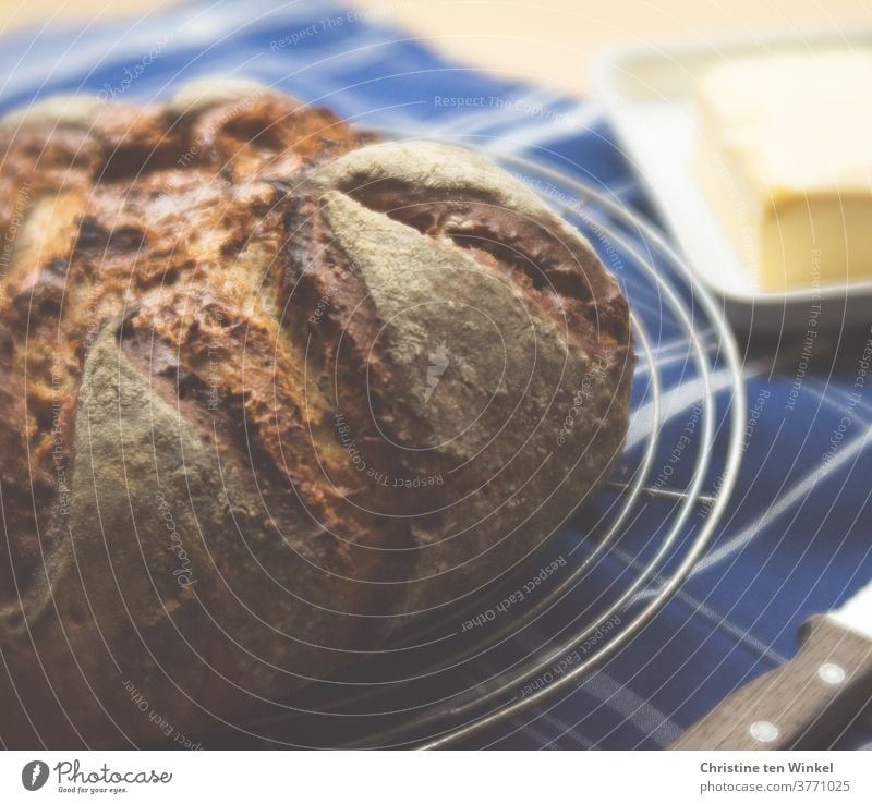 ...vital, our daily bread...   freshly baked bread lies on a cooling grid loaf fresh bread Bread Wheat homemade Fresh Delicious fragrant bread and butter Dinner