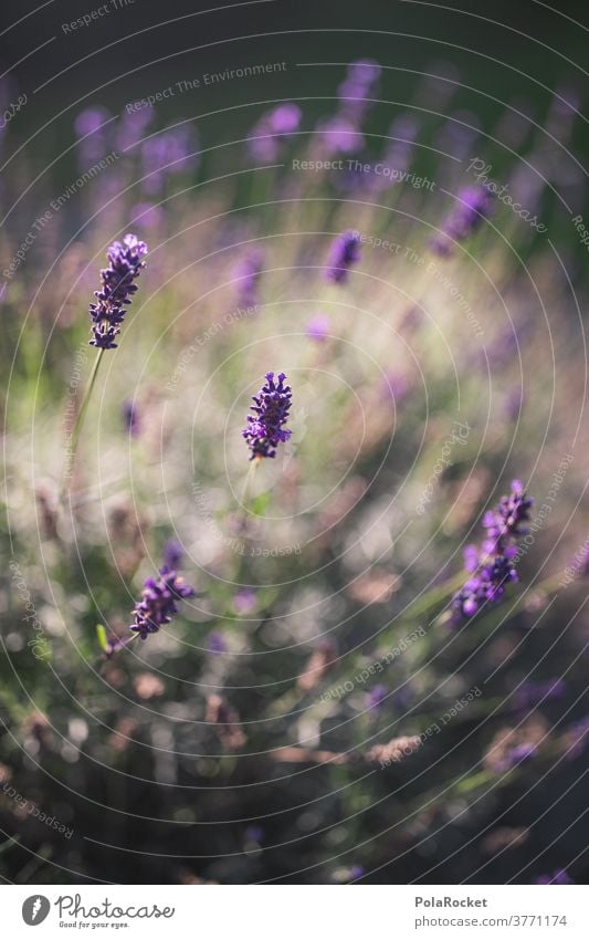 https://www.photocase.com/photos/3771174-number-a-number-lavender-in-garden-ii-fragrance-detail-photocase-stock-photo-large.jpeg