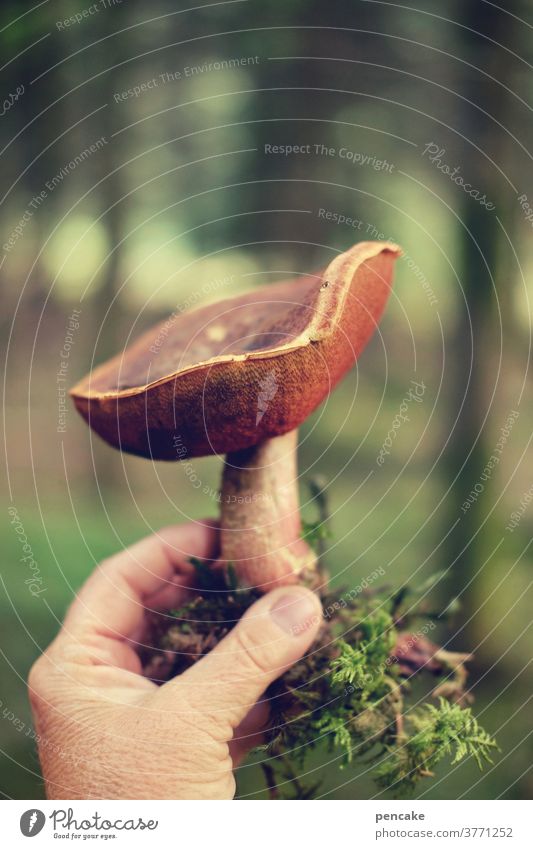 hex hex! Pilz Hexenröhrling Pilzsuche Hand zeigen Moos Wald Bokeh Licht essbar