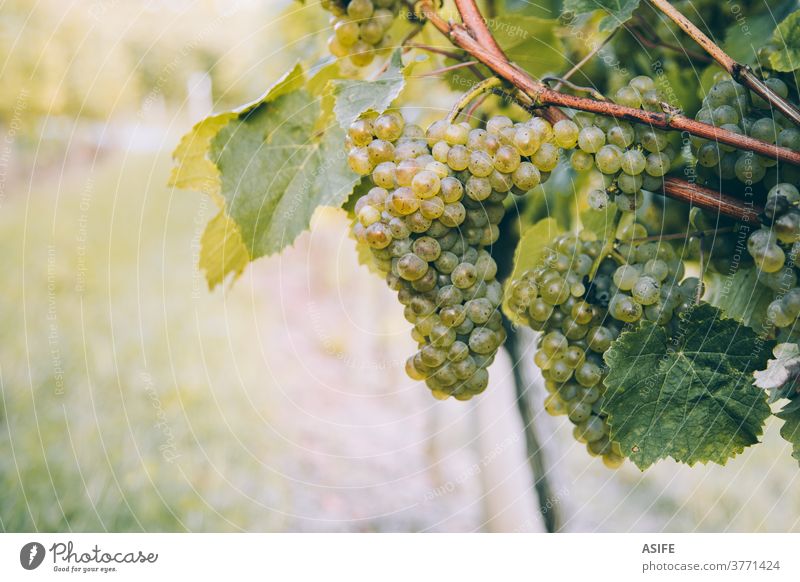 Bunch of grape for txakoli wine ripening in the vine vineyard bunch white white wine Basque Country Hondarribia Getaria close up cluster agriculture harvest