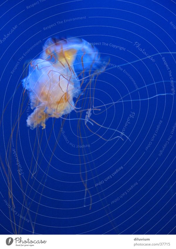 supposed homeland II Jellyfish Aquarium Animal Ocean Poison Intensive Blue Wild animal Colour