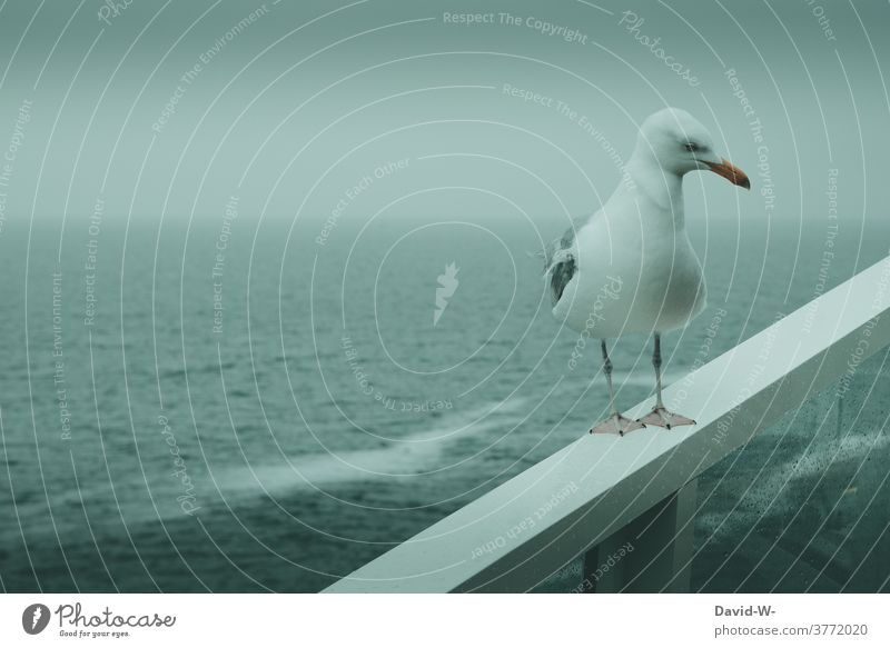 a gull in a storm at the rough seas Seagull Storm Rough Sea Ocean ocean Bad weather Swell on board Waves Gray windy Rain somber