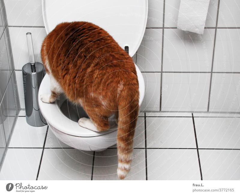 Somehow this is not quite right, the red tabby cat thought after jumping on the toilet seat. Cat Bathroom Pet Animal Domestic cat Toilet