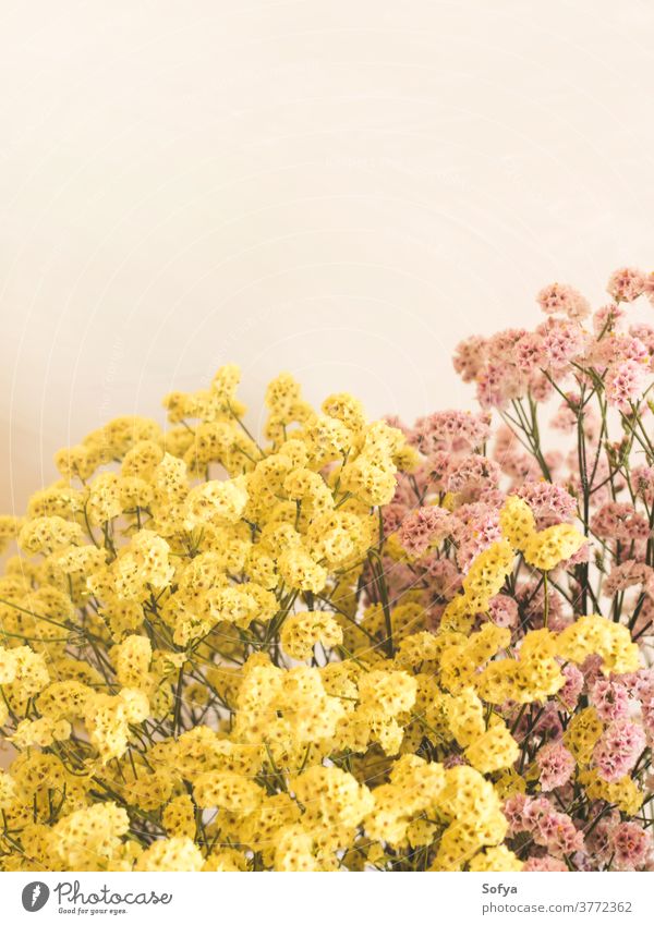 Dried pink and yellow flowers in white vase autumn dried interior season bouquet arrangement decor home natural thanksgiving wall color fall colorful mute
