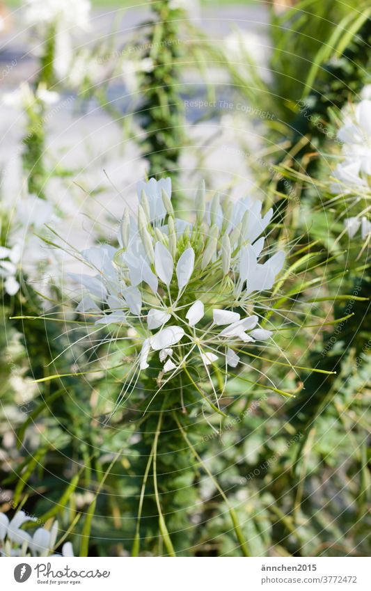 Bright white flower and around it you can see some green bleed Summer spring blossom flowers White Plant Garden Colour photo Meadow Deserted Exterior shot