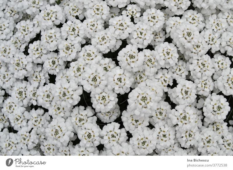 Countless white flowers with light green pistils cover almost the entire surface of the picture. bag texture Pattern background Decoration White Plant already