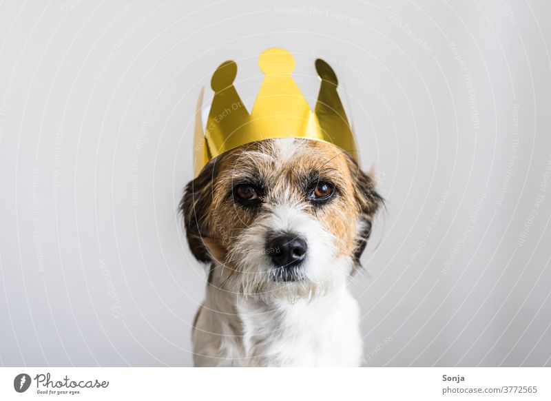 Small terrier dog with a golden crown on his head Dog Terrier Crown Head Animal Pet Cute Colour photo Looking Observe Joy Crossbreed see Funny Humor