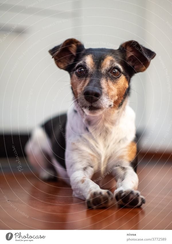 Jack Russell Terrier Jack Russell terrier jack russell Dog Pet small dog pet animal cute Lifestyle Cute 1 White Animal Puppy Brown Obedient Exterior shot