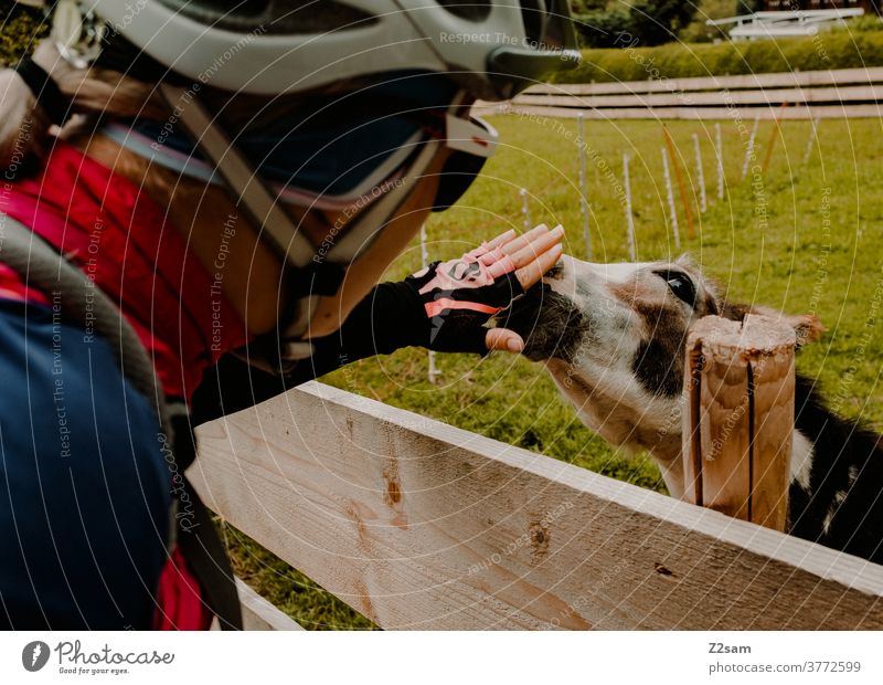 Cyclist strokes donkey in a petting zoo cyclists bike tour Woman feminine Girl Trip Nature Meadow Petting zoo Animal Donkey Love Affection fond of animals