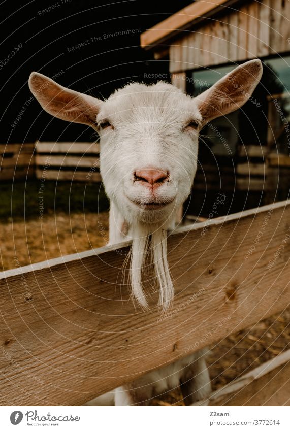 Friendly goat Animal Animal portrait fortunate Laughter Smiling Facial hair Close-up close up Fence Brown Barn White Beauty & Beauty pretty Tone-on-tone