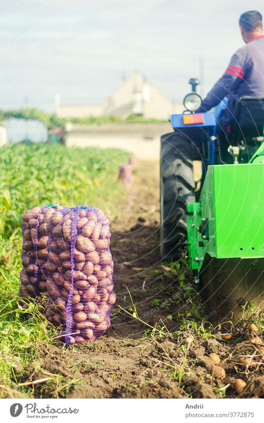 Farmer on a tractor digs out potatoes from soil. Extract root vegetables to  surface. Farming. Harvesting potatoes in autumn. Potato harvest campaign.  Countryside farmland. - a Royalty Free Stock Photo from Photocase