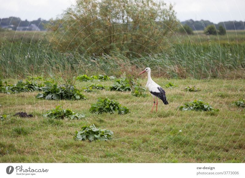 Animal - Stork Bird Exterior shot Nature