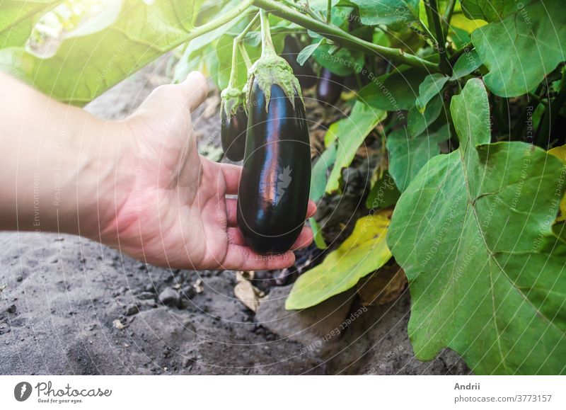The farmer holds an unpicked eggplant in his hand. Agriculture, farm. Growing fresh organic vegetables on the farm. Food production. Solanum melongena L. Agroindustry and agribusiness.