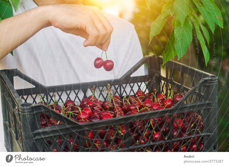 A farmer holds a box of freshly picked red cherries in the garden. Fresh organic fruits. Summer harvest. Selective focus. picking harvesting gardening worker