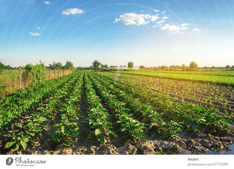 Aubergine plantations grow in the field on a sunny day. Organic vegetables. Agricultural crops. Agricultural crops. Agro-industry and agrobusiness. European agriculture. European Agriculture. Aubergine. Selective focus