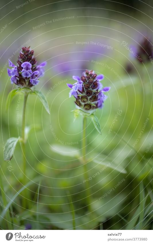Flower meadow from the frog's eye view Nature flowers wild flowers Meadow Lesser Accentor Prunella vulgaris Grass Blossom Plant Blossoming Green Blue naturally