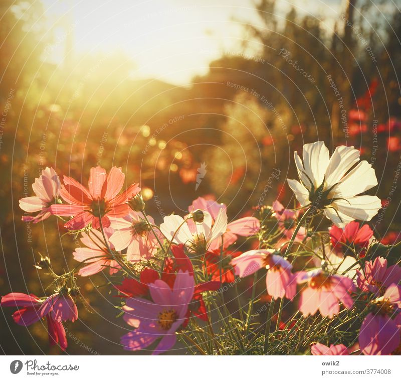 Wasteful Cosmea flowers bleed Blossoming Summer luminescent Bright Colours Deserted Shallow depth of field Exterior shot Close-up Nature Plant Detail Mysterious