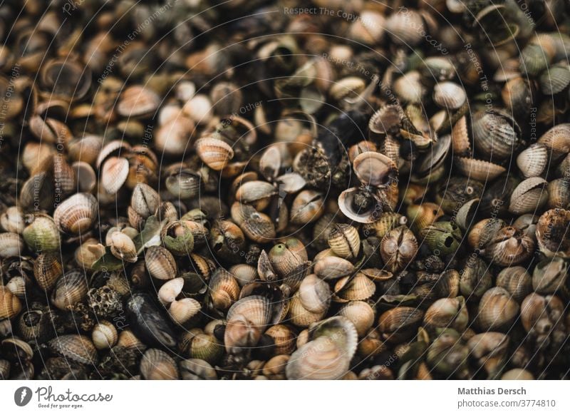 Mussels on the North Sea beach seashells Mussel shell shell beach Beach Flotsam and jetsam Mud flats watt Walk along the tideland Sand Sandy beach Ocean