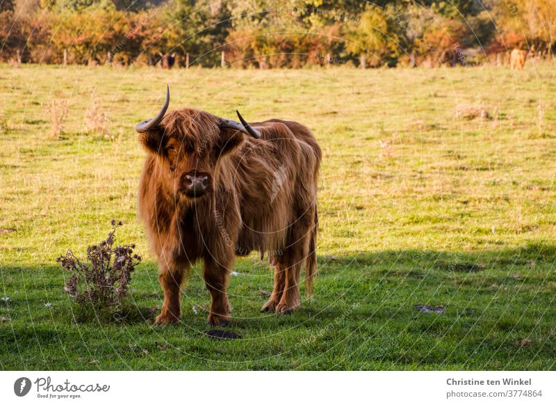 Scottish highland cattle are standing on a pasture and looking into the camera. In the background pasture fence and bushes Highland Cattle Highland cattle