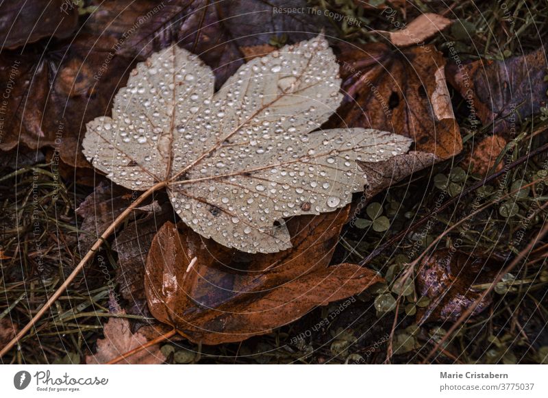 Morning dew on fallen autumn leaves morning dew dark and moody fall season no people design asset fallen leaves textured botany macro outdoors drops closeup