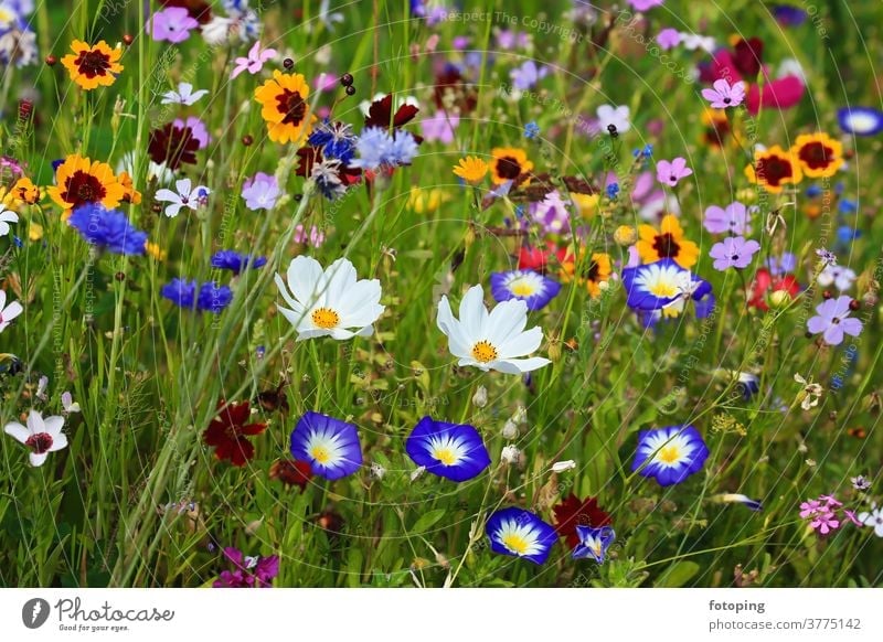 Colourful flower meadow in the basic colour green
with various wild flowers. flaked Flower field Flower meadow Meadow little flowers bleed Botany flora Grass