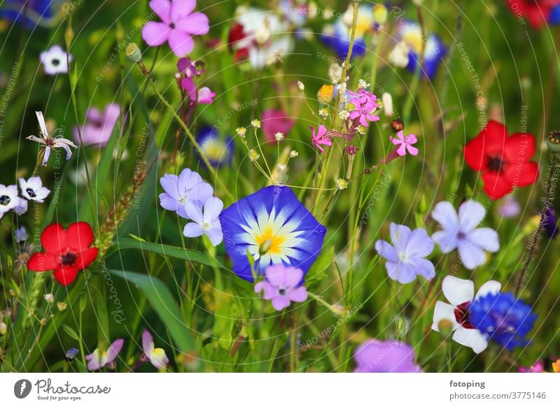 Colourful flower meadow in the basic colour green
with various wild flowers. flaked Flower field Flower meadow Meadow little flowers bleed Botany flora Grass