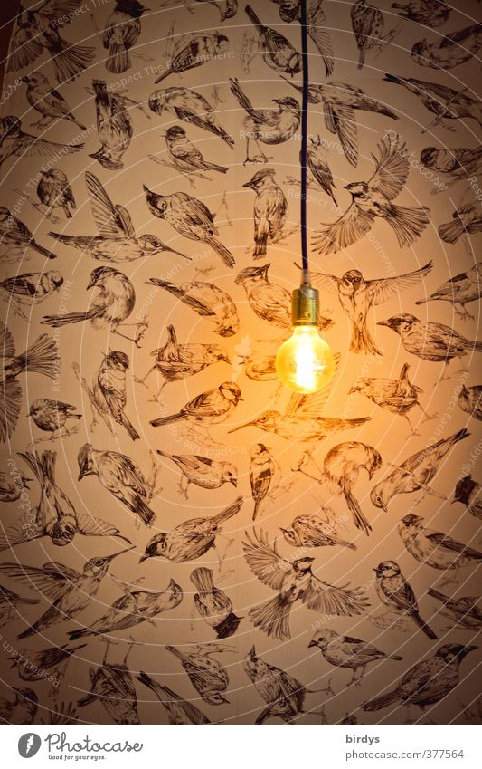 ambience Lifestyle Illuminate Esthetic Dark Modest Design Idea Creativity Style "Lamp Light Electric bulb enlightenment Bird birds Wallpaper Bright spot Idea,"