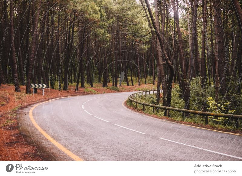Winding asphalt road through forest curve tree nature empty wind roadway narrow travel countryside path route environment woods destination tourism trip foliage
