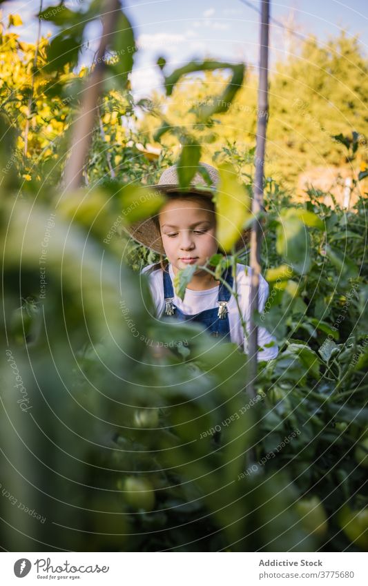 Carefree girl picking vegetables in harden in countryside harvest collect child garden ripe wicker basket season village sunlight adorable kid nature organic