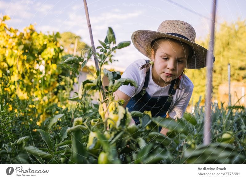 Carefree girl picking vegetables in harden in countryside harvest collect child garden ripe wicker basket season village sunlight adorable kid nature organic