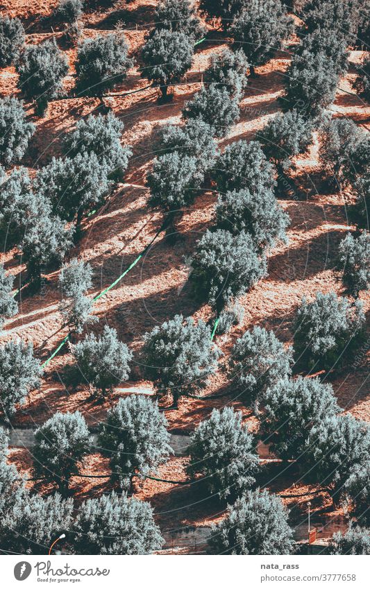 Pattern of olive trees with shadows on a hill of Aspromonte in Calabria aspromonte mediterranean culture agritourism sunlight environment evergreen italian grow