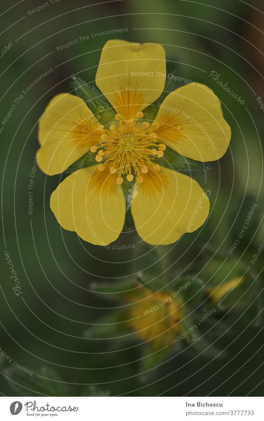 A yellow large-flowered cinquefoil (Potentilla megalantha) flower on a blurred green background. Large-flowered cinquefoil blossom Yellow bleed Orange