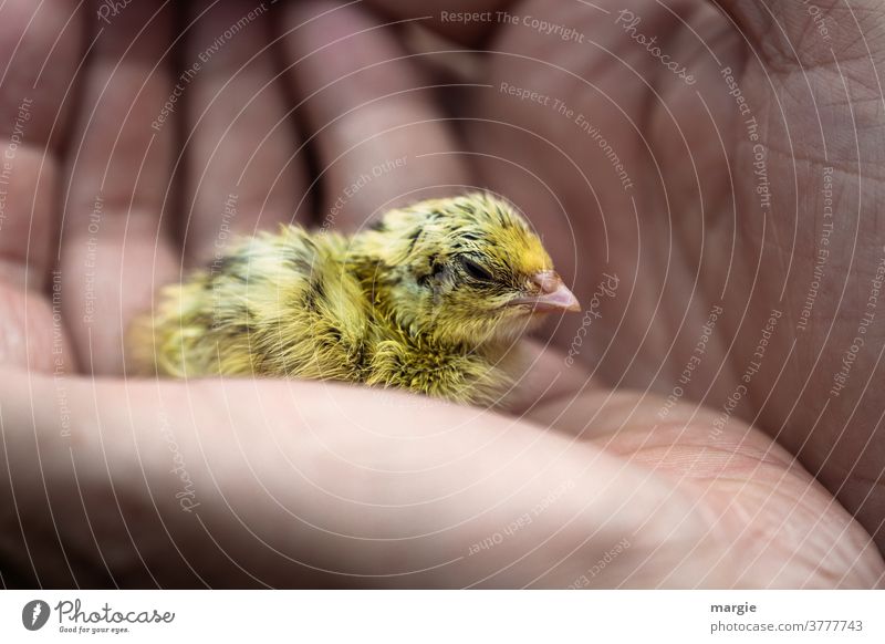 A little chick sits protected in a big human hand Chick Sick Hand Human being Fingers sad Protection Animal portrait Safety (feeling of) Fuzz Feather Beak