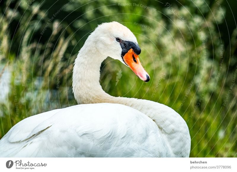 his majesty already Animal face Deserted feathers Beak Nature Wild animal pretty Animal portrait Animal protection Grand piano Light Close-up Exterior shot