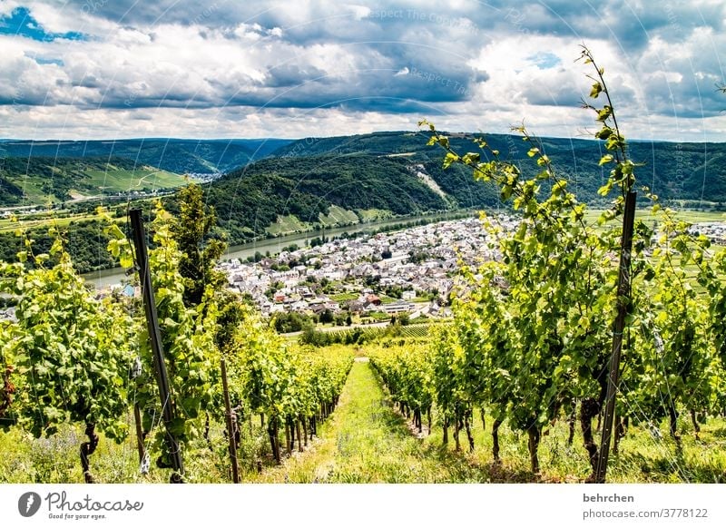 Wine Hiking Lanes & trails Hunsrück Moselle valley Wine growing Rhineland-Palatinate Mosel (wine-growing area) vine Vineyard Bunch of grapes Landscape Mountain