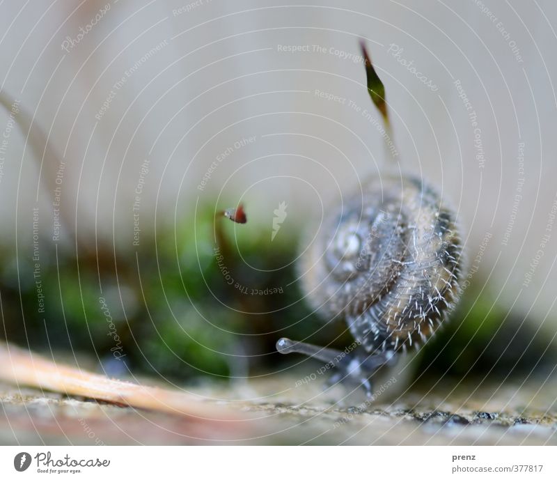 4mm Environment Nature Animal Wild animal Snail 1 Blue Gray Green Thorny Moss Colour photo Exterior shot Deserted Copy Space top Day Shallow depth of field