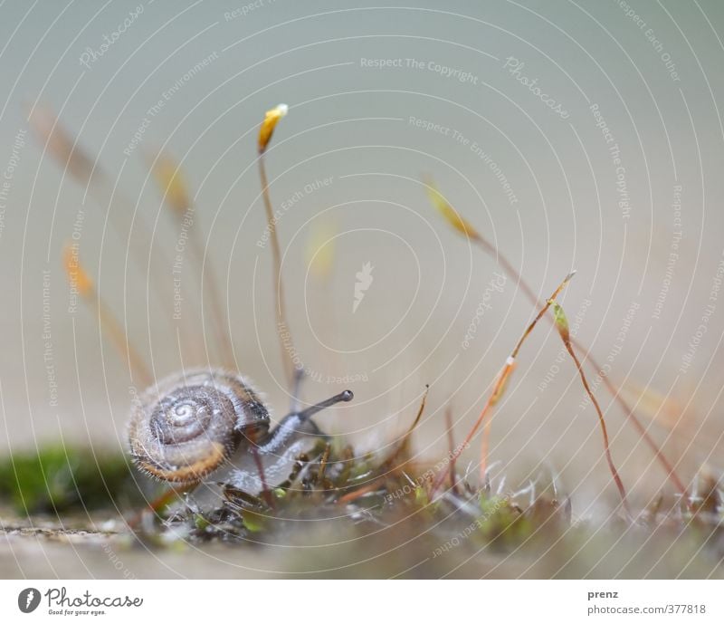 4mm - snail on moss Environment Nature Animal Wild animal 1 Gray Green Snail Moss Feeler Small Colour photo Exterior shot Close-up Macro (Extreme close-up)