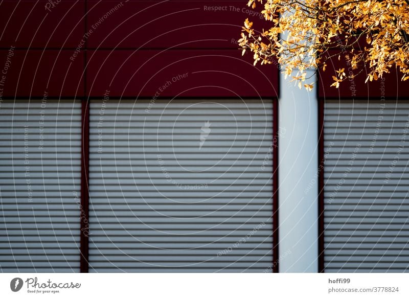 the autumnal leaf colouring in front of urban office facades is put into the light by the sun Autumn autumnal colours Autumnal trees Nature Day huts