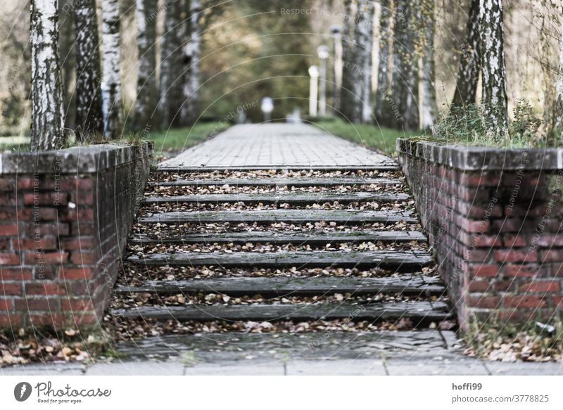 Autumn leaves on a staircase with a view of a path overgrown with birch - a  Royalty Free Stock Photo from Photocase