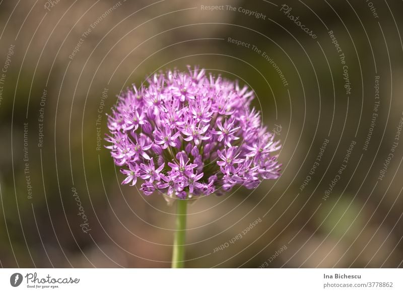 Purple giant garlic blossom on a blurred green-grey background. Giant flower ornamental garlic bulb flower ornamental blossom bleed Plant flowers Violet purple