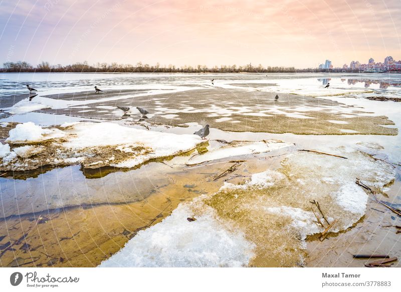 The frozen Dnieper River in Kiev Europe Kyiv Moscovsky Bridge Pigeon Ukraine beautiful blue bridge building city climate cloud cold cool crow day environment