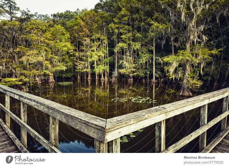 Summer mood at the Caddo Lake, Texas. Wooden bridge leading to a magical forest summer moody cypress trees state park texas caddo lake spanish moss water mystic
