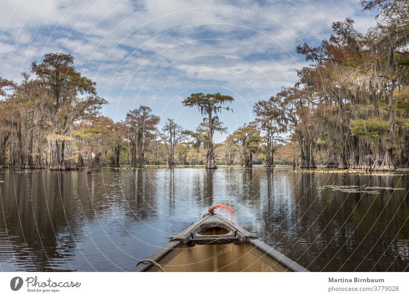 Canoeing on the Caddo Lake between Cypres trees, Texas summer canoe canoeing cypress trees state park texas caddo lake spanish moss water mystic fairytale