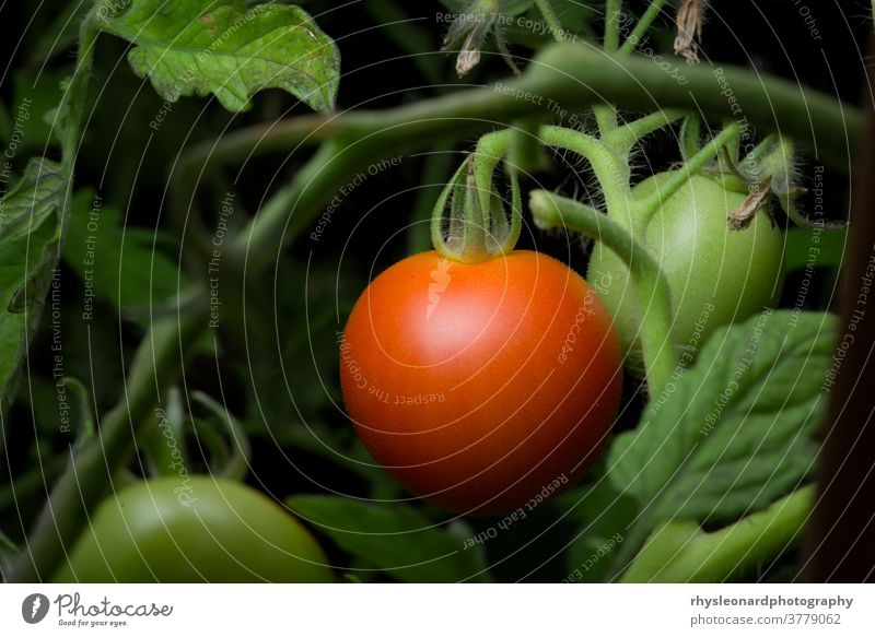 5 - Bright red ripe and ready to eat pair of tomatoes, more copy space Ripe garden undergrowth focus selective Tomatoes growing home gardening Healthy Eating