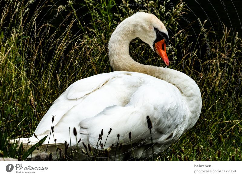 swan lake Mute swan Majestic Swan plumage Sunlight Fantastic Bird Love of animals Colour photo Exterior shot Close-up Light Grand piano Animal protection