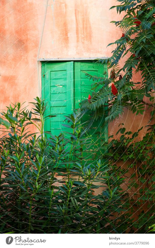 Window with closed, green shutters in a red wall with plants in front of it Closed Facade Red Part of the plant vegetation Branches and twigs Harmonious Cozy
