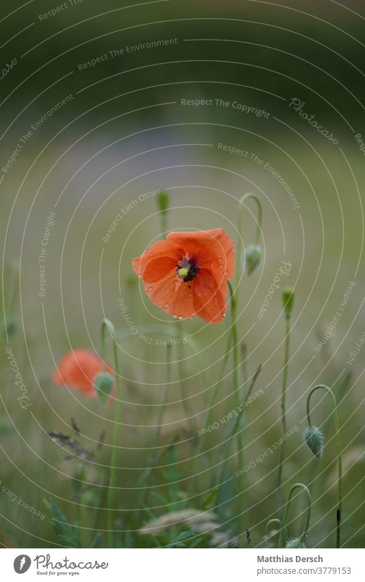 flower dream bleed flowers Garden Detail Plant Nature Close-up Exterior shot Blossoming Summer Colour photo Blossom leave Poppy Poppy blossom poppies